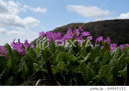 サクラソウの群生 64945152