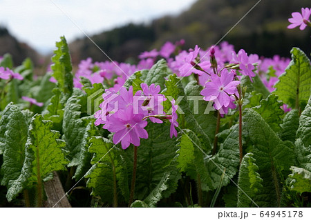 サクラソウの群生 64945178