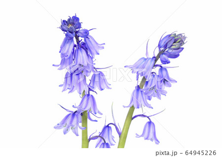 シラー・カンパニュラータ (深度合成) 64945226