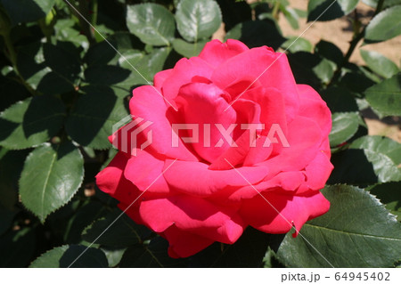 かわら館のバラ園 64945402