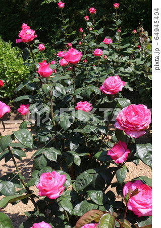 かわら館のバラ園 64945404