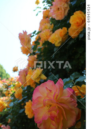 かわら館のバラ園 かわら館のバラ園 64945414