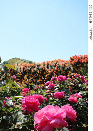 かわら館のバラ園 64945419