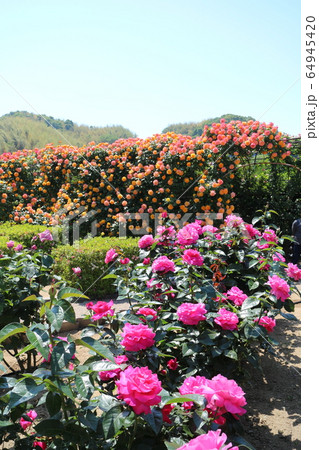 かわら館のバラ園 64945420