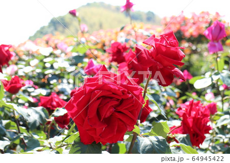 かわら館のバラ園 64945422