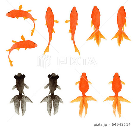 Various Goldfish Painted From Watercolor And Stock Illustration