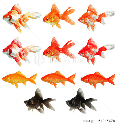 Various Goldfish Painted In Watercolor Stock Illustration