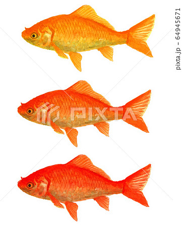 水彩で描いた金魚 和金 小赤のイラスト素材