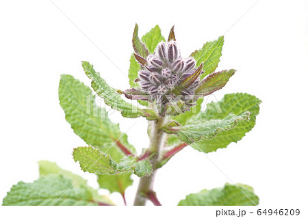 ボリジ ボリジ 64946209