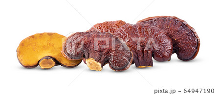 Lingzhi Mushroom Ganoderma Lucidum on white Lingzhi Mushroom Ganoderma Lucidum on white 64947190