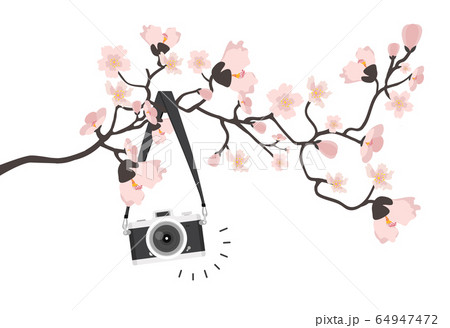 vintage camera on a branch tree vintage camera on a branch tree 64947472