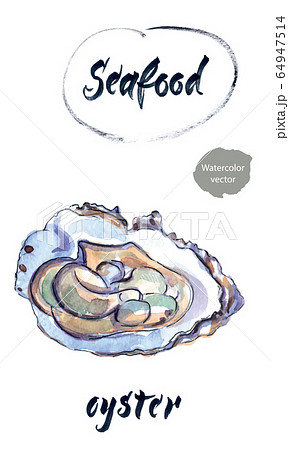 Opened oyster, seafood. Hand drawing of oyster as a common seafood delicacy. Edible underwater oyster, healthy organic shellfish food, hand drawn watercolor illustration 64947514