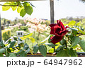 バラ 64947962