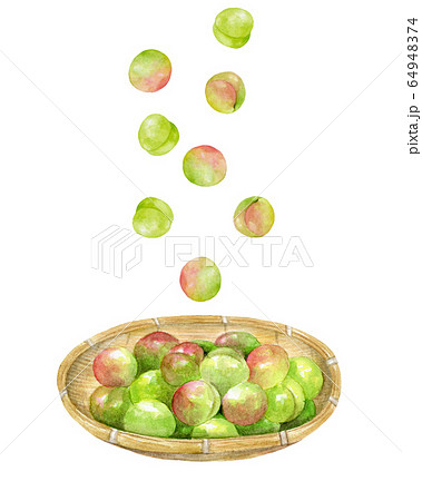 梅の実を収穫 水彩イラストのイラスト素材