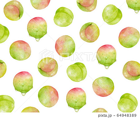 梅の実 模様 水彩イラストのイラスト素材 6494