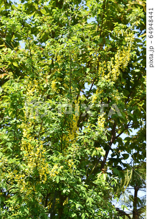 キングサリ（金鎖） 64948441