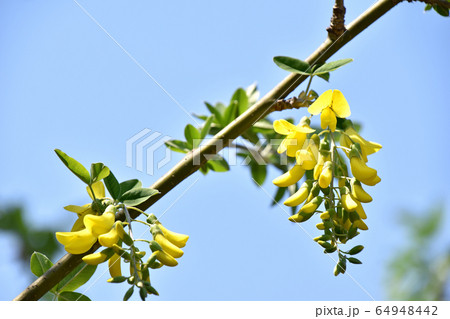 キングサリ（金鎖） 64948442