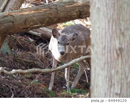 二ホンジカ 64949120