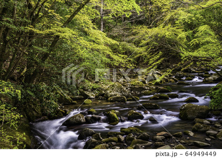 (静岡県)新緑の滑沢渓谷(なめさわけいこく) (静岡県)新緑の滑沢渓谷(なめさわけいこく) 64949449