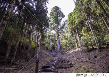 (静岡県)滑沢渓谷・天城の太郎杉 (静岡県)滑沢渓谷・天城の太郎杉 64949645