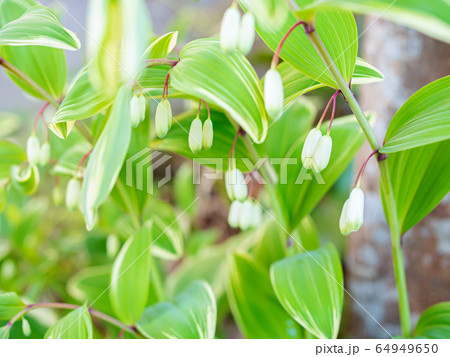 アマドコロ アマドコロ 64949650