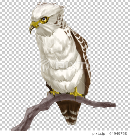 Kammuriwashi Kammuriwashi 64949768