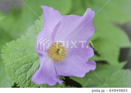 開花したシラネアオイ 64949805