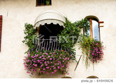 Balcony and window with pink geraniums - Feltre Veneto Italy 64949826