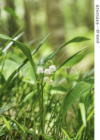 (山梨県)芦川のすずらん群生地・すずらんの花 (山梨県)芦川のすずらん群生地・すずらんの花 64950428