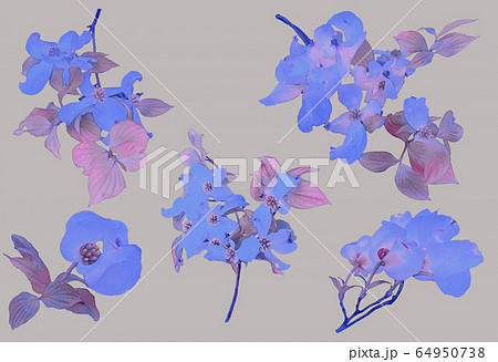 Violet flowering dogwood on branch watercolor Violet flowering dogwood on branch watercolor 64950738