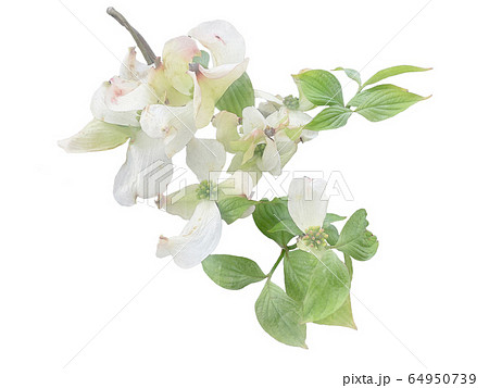 White flowering dogwood on branch watercolor White flowering dogwood on branch watercolor 64950739