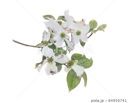 White flowering dogwood on branch watercolor 64950741