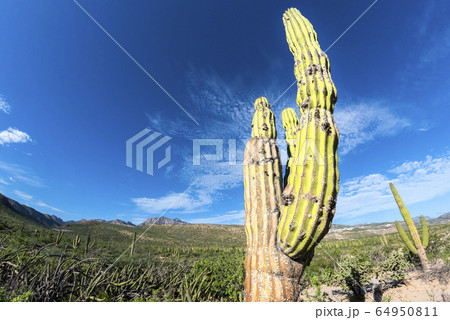 california giant desert cactus close up 64950811
