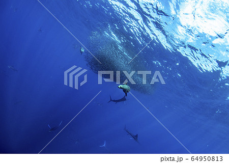 Striped marlin and sea lion hunting in sardine 64950813
