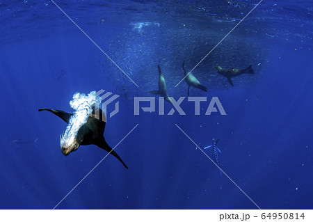 Striped marlin and sea lion hunting in sardine 64950814