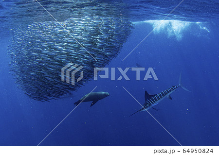 Striped marlin and sea lion hunting in sardine 64950824