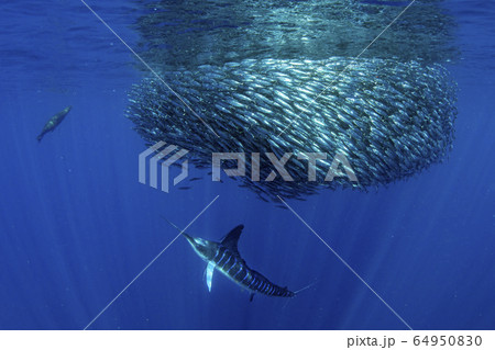 Striped marlin and sea lion hunting in sardine 64950830