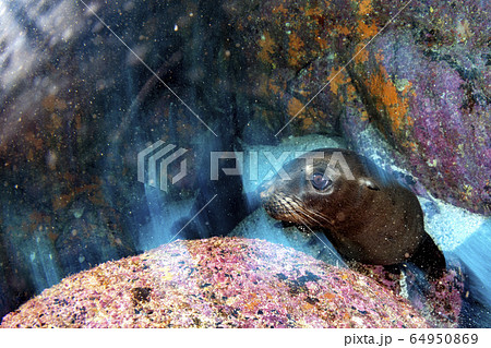 move twist effect in camera with sea lion seal 64950869
