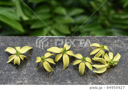 Ylang Ylang flower with rain drops Ylang Ylang flower with rain drops 64950927
