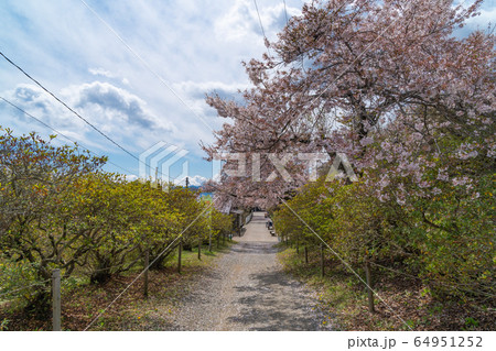 宝登山の桜 宝登山の桜 64951252