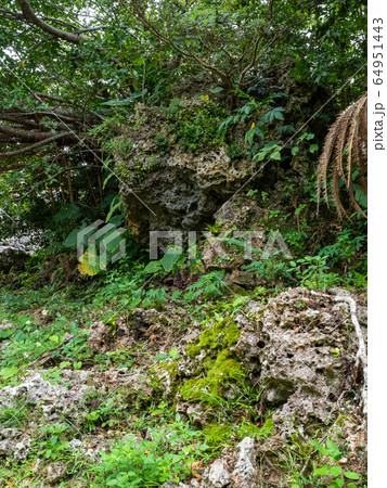 中世を偲ばせる糸数城跡 南国の楽園 沖縄 中世を偲ばせる糸数城跡 南国の楽園 沖縄 64951443