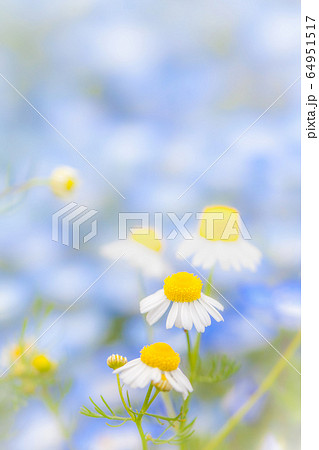 カモミールの花 64951517