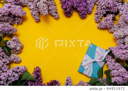 blooming lilac flowers in spring on a yellow background 64951972