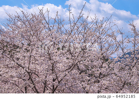 熊野の桜 熊野の桜 64952185