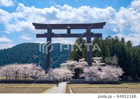 熊野本宮大社 大斎原の桜 熊野本宮大社 大斎原の桜 64952186