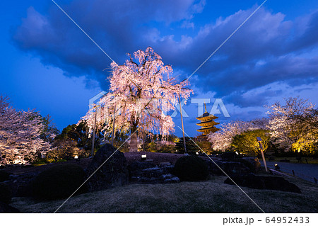 京都・東寺 しだれ桜 京都・東寺 しだれ桜 64952433