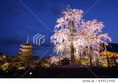 京都・東寺　しだれ桜 64952440
