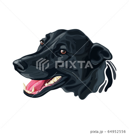 Head dog Labrador Retriever and Border Collie 64952556