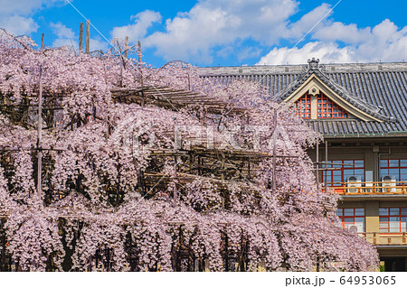 奈良　天理教教会本部のしだれ桜 64953065