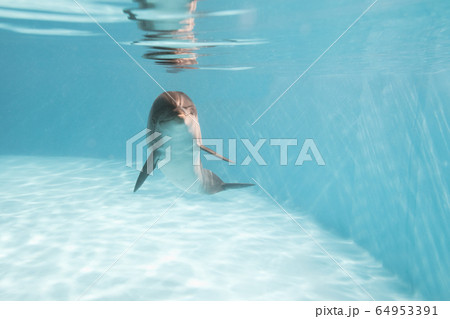 dolphin on depth 64953391
